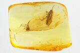 Detailed Fossil Moth (Lepidoptera) in Baltic Amber #325283-1